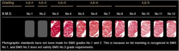 What is Grading / Score 